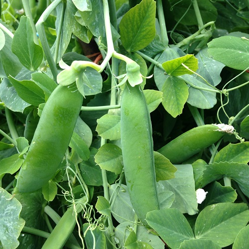 Pea Kelvedon Wonder